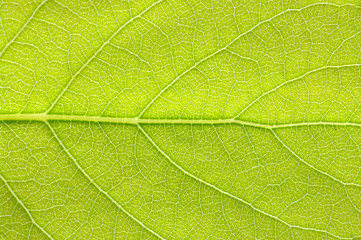 leaf texture