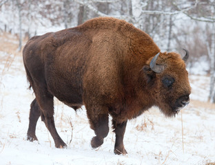 Bison