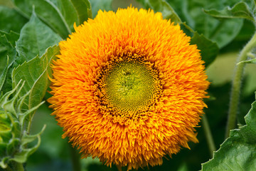 Ornamental sunflower