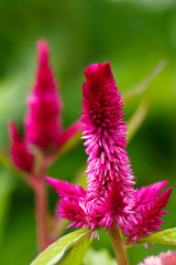 Cockscomb flower (Celosia Cristata)