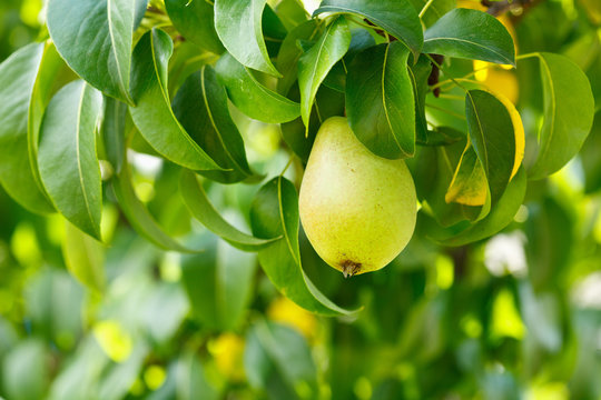 Pear on a branch