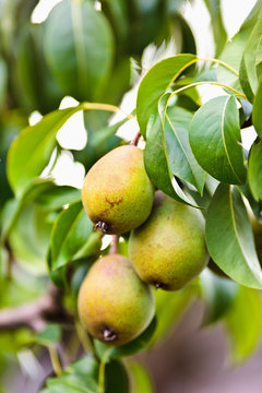 Pears on a branch