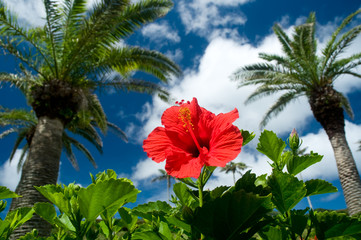 ハイビスカスと椰子