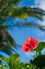 ハイビスカスと椰子