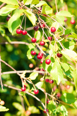 Red cherries on a tree