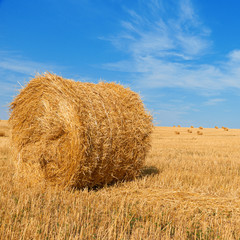 harvested field with straw bales