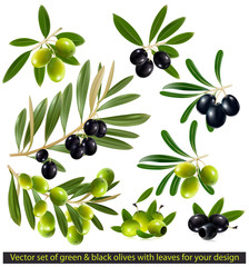 Green and black olives with leaves. vector