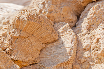 Coastal limestone aged