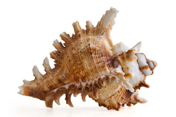 Shell isolated on white
