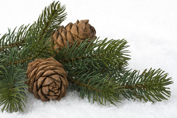 Zedernzapfen im Schnee