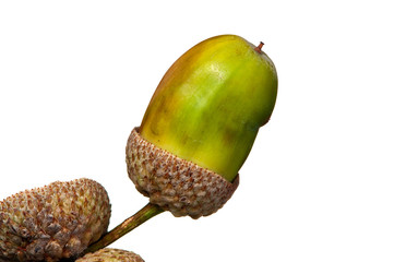 seasonal acorn detail isolated on white