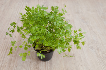 Fresh parsley plant