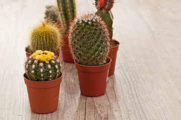 Little Cactus plant
