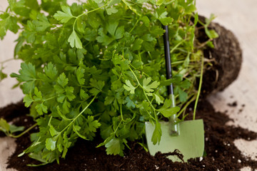 Fresh parsley plant