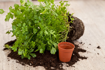 Fresh parsley plant