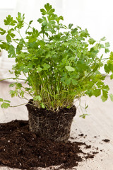 Fresh parsley plant