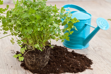 Fresh parsley plant