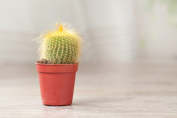 Little Cactus plant