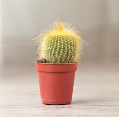 Little Cactus plant