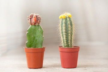 Little Cactus plant