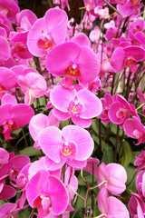 moth orchid