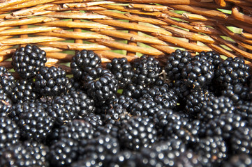 Panier de mûres