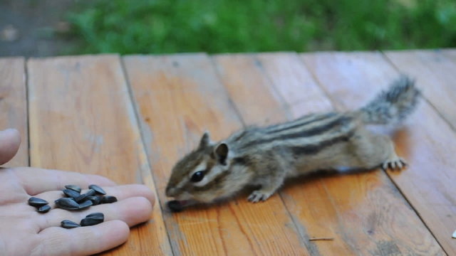 Технология приручения бурундука  (chipmunk)