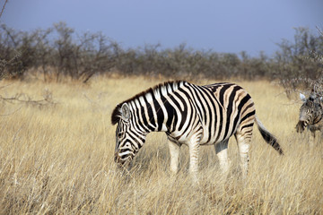 Fototapeta na wymiar zebra