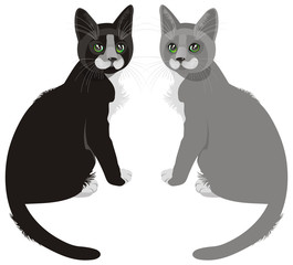 two cats