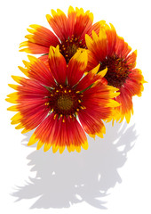 Bouquet of red colors with a shade