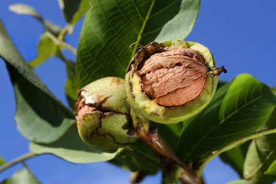Reife Waln&uuml;sse am Baum