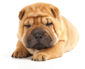 Sharpei in front of a white background