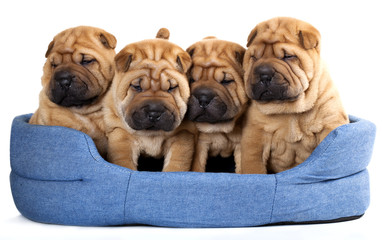 Group of beautiful sharpei puppies on white background