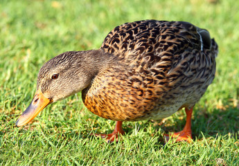 duck