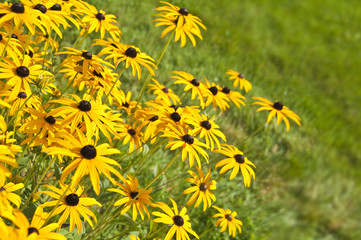 Massif de rudbeckias jaunes