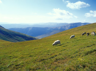 Sheep in mountains.