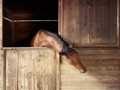 Riding school: horse looking out of stable