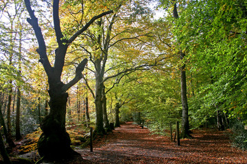 Obraz premium Autumn woods