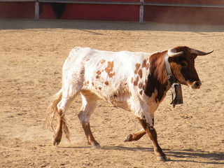 manso
