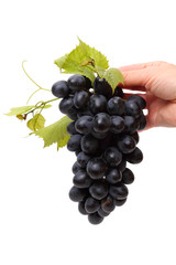 Hand with grapes