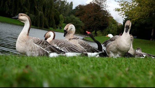 oiseaux