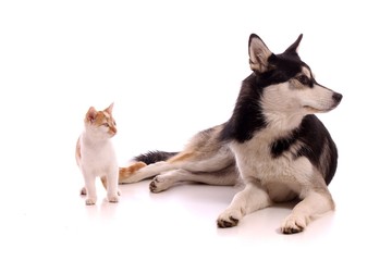 kleine junge Katze mit Junghund Husky rechts schauend