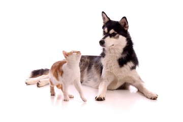 Junghund Husky beobachtet junge Katze