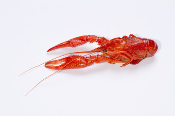 Red crayfish