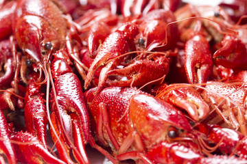 Red crayfish