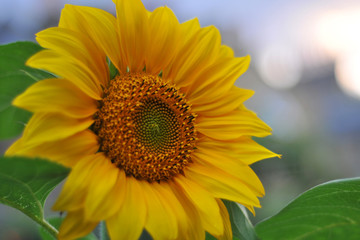 Sunflower