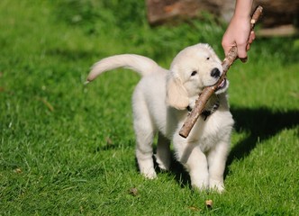Fototapeta na wymiar Golden retriever puppy gry z dzieckiem