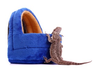 Bartagame klettert ins Kuschelhaus