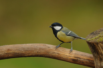 mésange