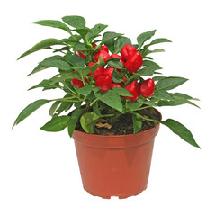 piment d&eacute;coratif